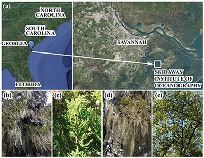 Molecular and Optical Properties of Tree-Derived Dissolved Organic Matter in Throughfall and Stemflow from Live Oaks and Eastern Red Cedar